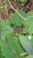 Solanum pubigerum