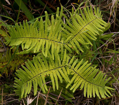 Gleichenia rupestris