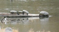 Trachemys hartwegi
