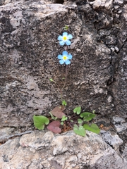 Mimophytum alienoides