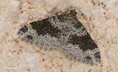 Xanthorhoe pseudogaliata