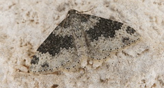 Xanthorhoe pseudogaliata