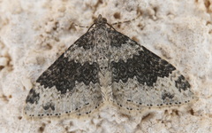 Xanthorhoe pseudogaliata