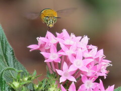 Amegilla cingulata