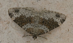 Xanthorhoe pseudogaliata