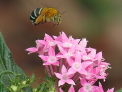 Amegilla cingulata