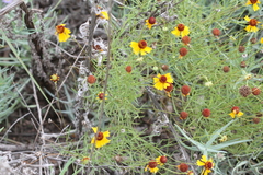 Helenium amarum badium