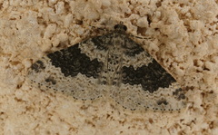 Xanthorhoe pseudogaliata