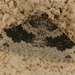 Xanthorhoe pseudogaliata - Photo (c) Yuval Evron, alguns direitos reservados (CC BY-NC), uploaded by Yuval Evron