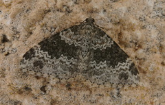 Xanthorhoe pseudogaliata