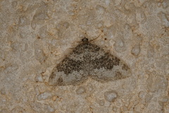 Xanthorhoe pseudogaliata