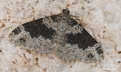 Xanthorhoe pseudogaliata