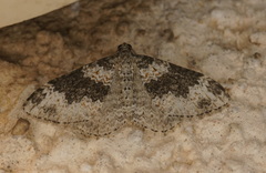 Xanthorhoe pseudogaliata