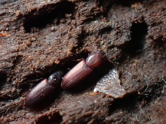 Pycnomerus reflexus