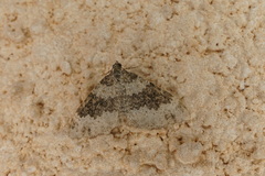 Xanthorhoe pseudogaliata