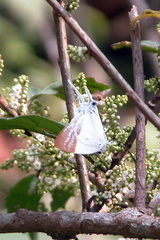 Neocheritra fabronia