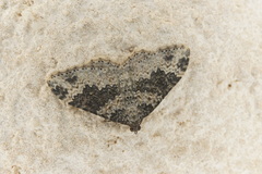 Xanthorhoe pseudogaliata