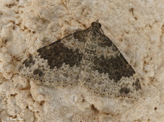 Xanthorhoe pseudogaliata