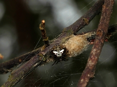 Araneus albotriangulus