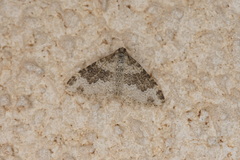 Xanthorhoe pseudogaliata