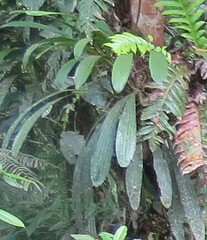 Coelogyne asperata