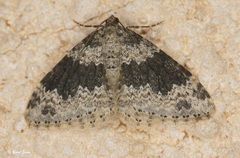 Xanthorhoe pseudogaliata