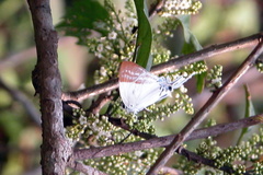 Neocheritra fabronia