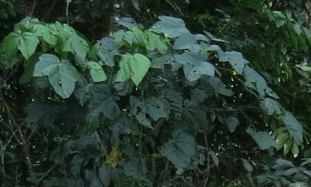 Macaranga observed 2013-06-12