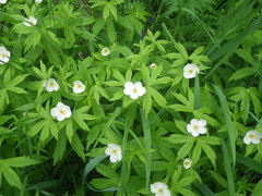 Anemonastrum dichotomum