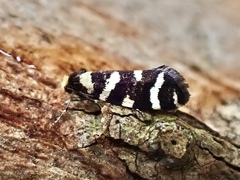 Lepidoscia confluens