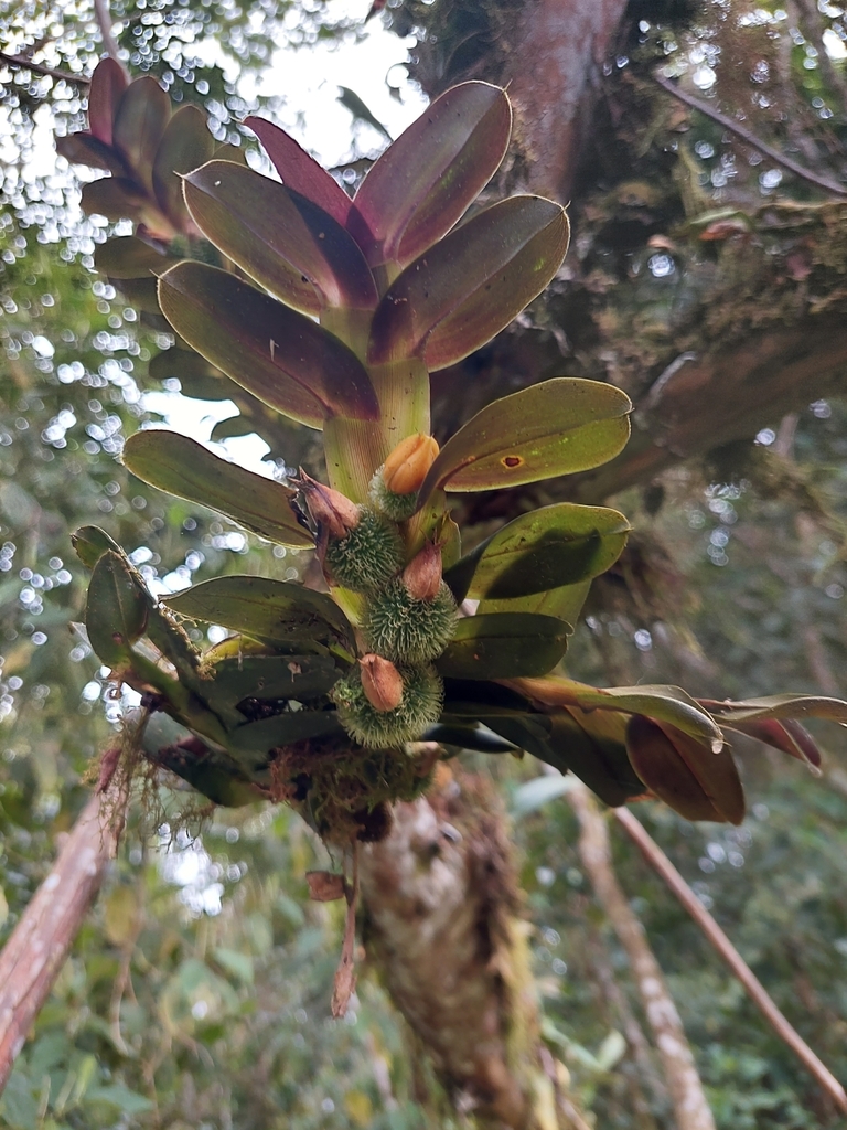 Dichaea morrisii