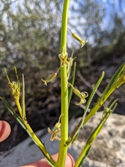 Caulanthus heterophyllus