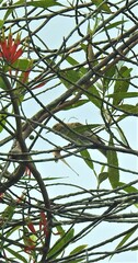 Myzomela sanguinolenta
