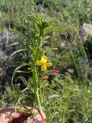 Eulobus californicus