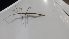 Tropidoderus childrenii