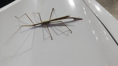 Tropidoderus childrenii