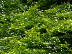 Ulva