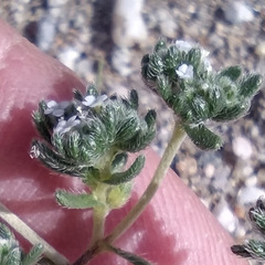 Eremocarya micrantha