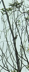 Myzomela sanguinolenta