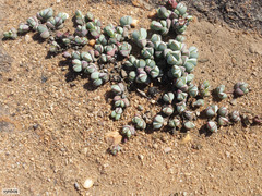 Braunsia maximilianii