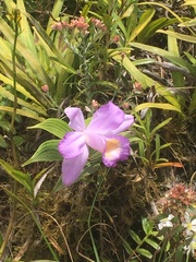Sobralia macrantha