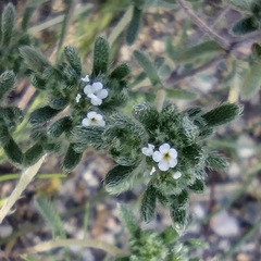 Eremocarya micrantha