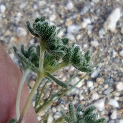 Eremocarya micrantha