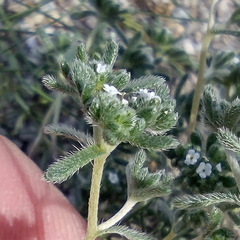 Eremocarya micrantha