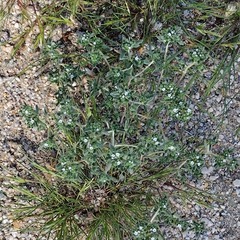 Eremocarya micrantha