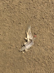 Catostomus catostomus