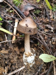Amanita pekeoides