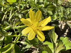 Ranunculus hispidus