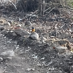 Phoenicurus frontalis