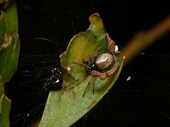 Theridion theridioides